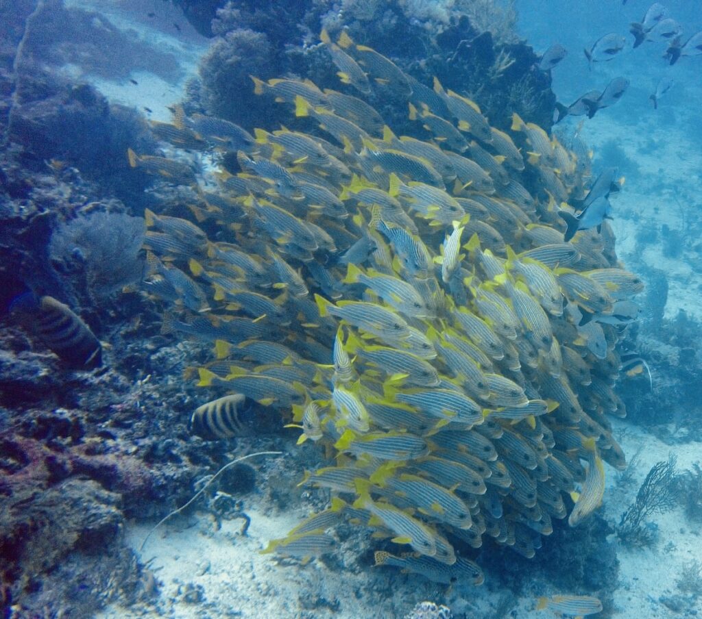 Marine Biodiversity