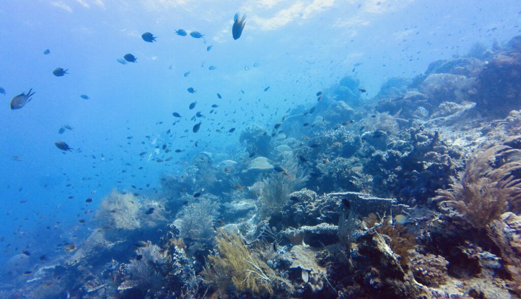 Marine Biodiversity