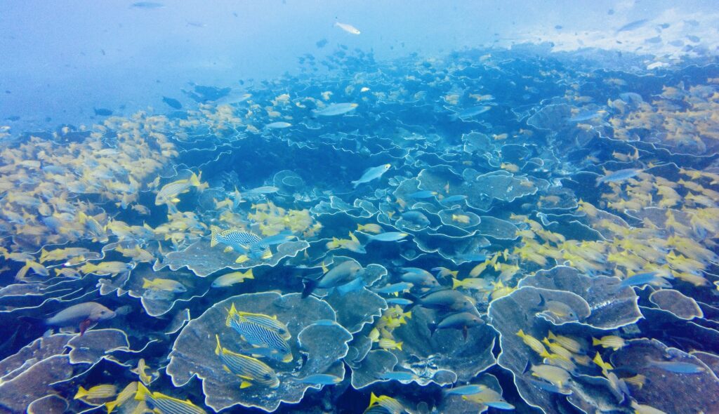 Marine Biodiversity