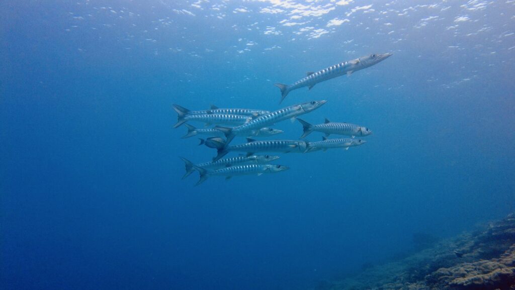 Marine Biodiversity
