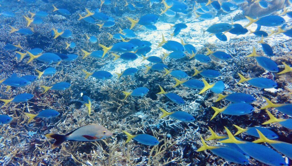Marine Biodiversity
