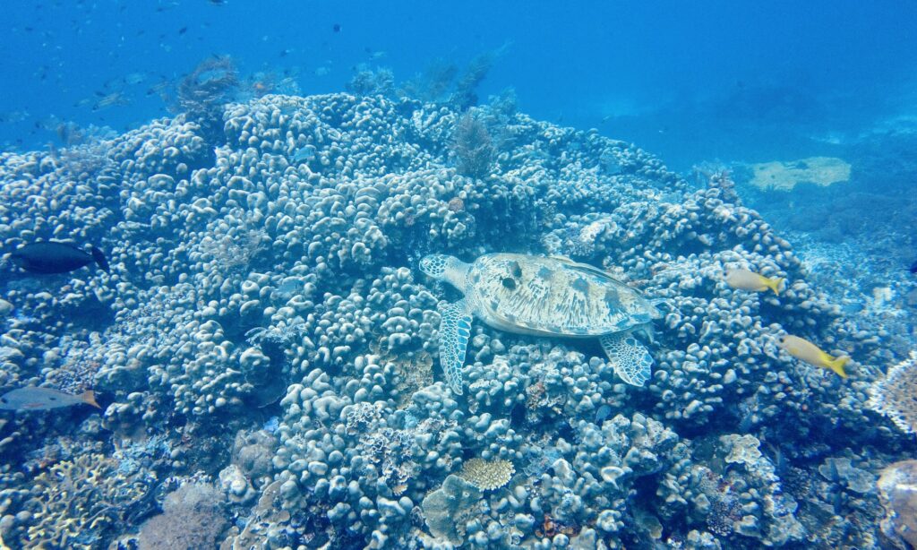 Marine Biodiversity