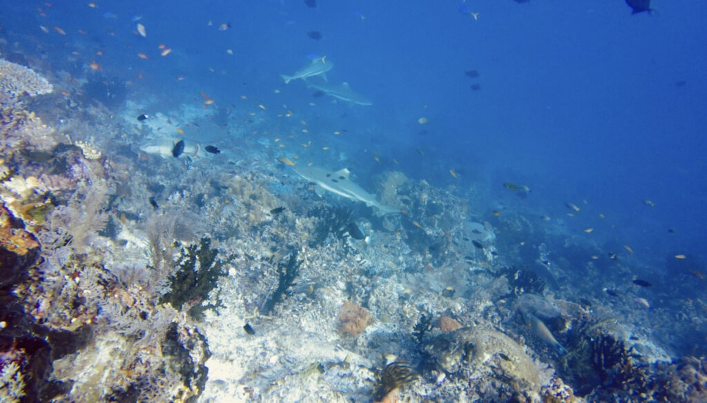 Marine Biodiversity