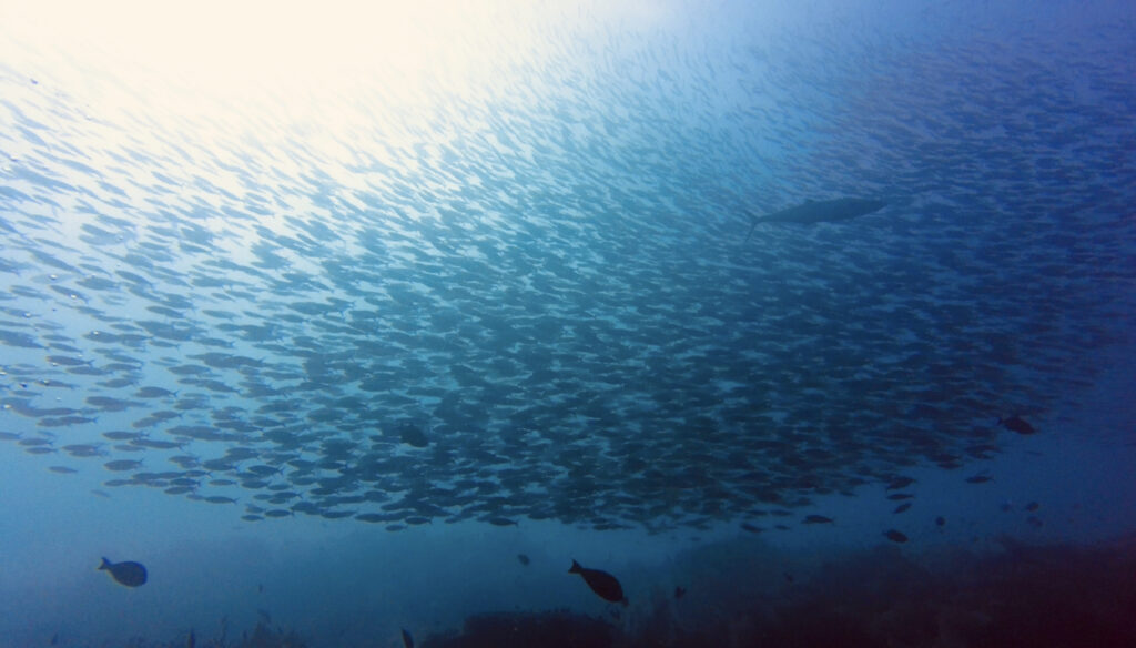 Marine Biodiversity