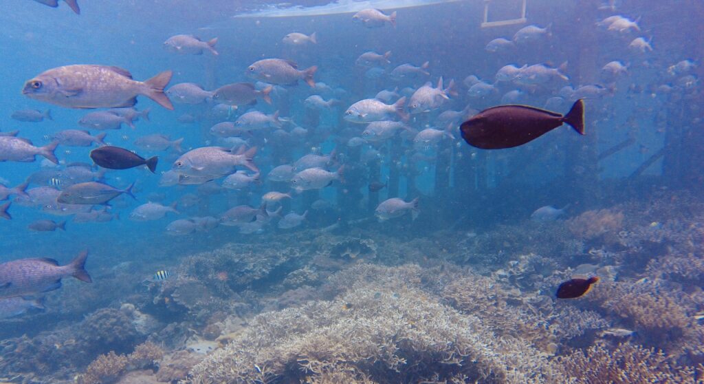 Marine Biodiversity