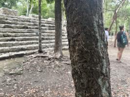 gallery/2026-07-mexico-day-10-tulum-and-coba-041_0041-20260724-162346-IMG_9863.jpeg